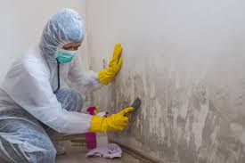 Why You Should Choose Our Mold Remediation Services in Zephyrhills North, FL